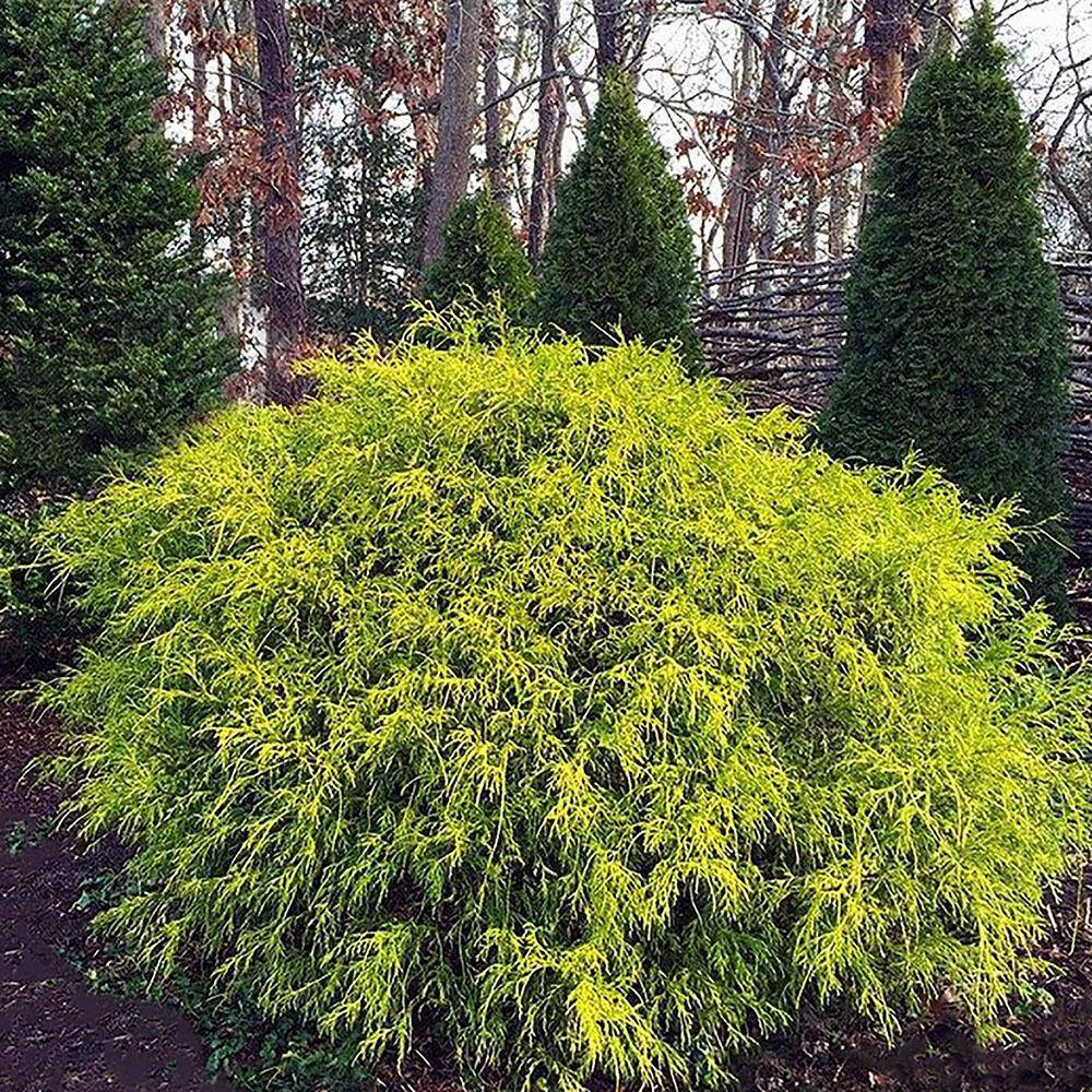 2.25 Gal. Gold Mop Cypress Shrub with Golden Foliage 14815