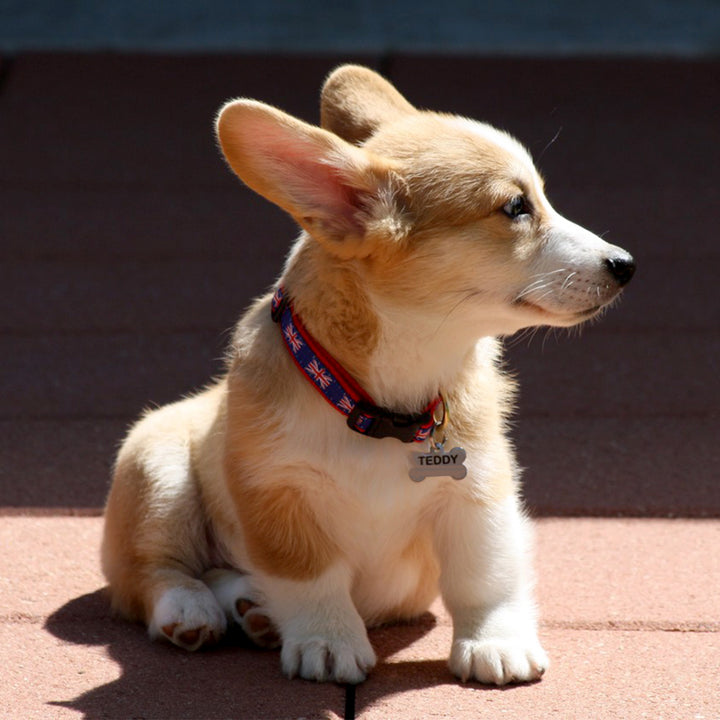 Collar | Union Jack