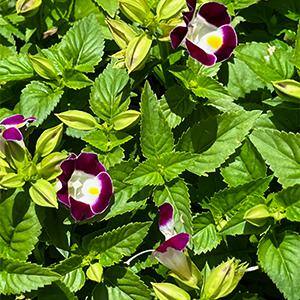 Pure Beauty Farms 1.38 Pt. Torenia Kauia Plant Magenta in 4.5 In. Grower's Pot (4-Plants) DC45TORMAG4