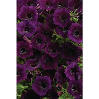 PROVEN WINNERS 4.25 in. Eco Plus Grande Supertunia Mini Vista Midnight Live Annual Plant Purple Flowers (4-Pack) SUPPRW6257504