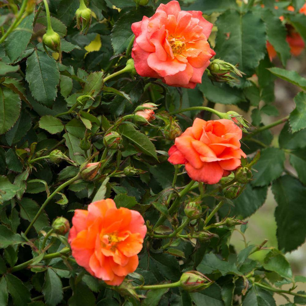 Spring Hill Nurseries Apricot Princess Shrub Rose Dormant Bare Root Starter Plant (1-Pack) 93598