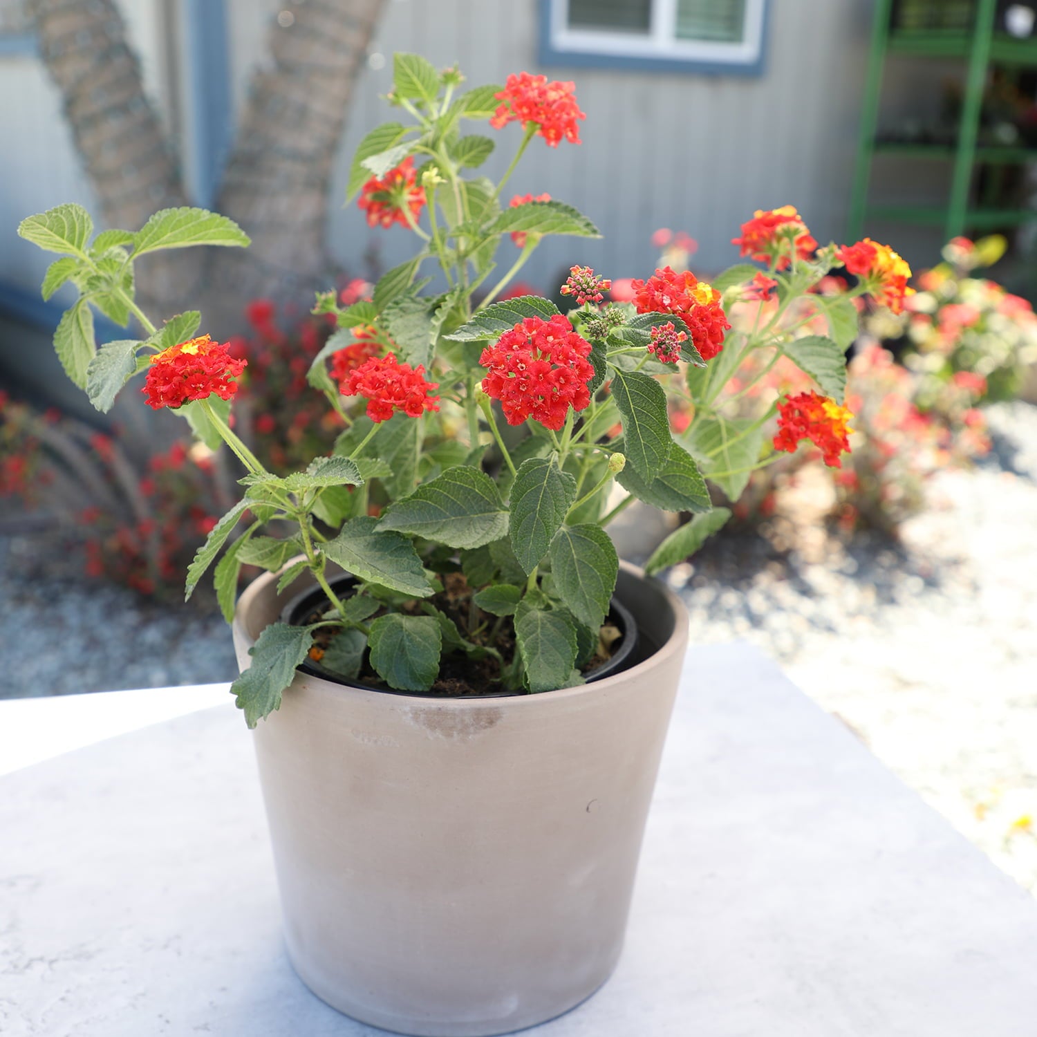 Expert Gardener 2.5QT Red Lantana Live Color Plant