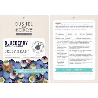 BUSHEL AND BERRY 2 Gal. Bushel and Berry Jelly Bean Blueberry Live Plant with Traditional Flavored Berries O895102