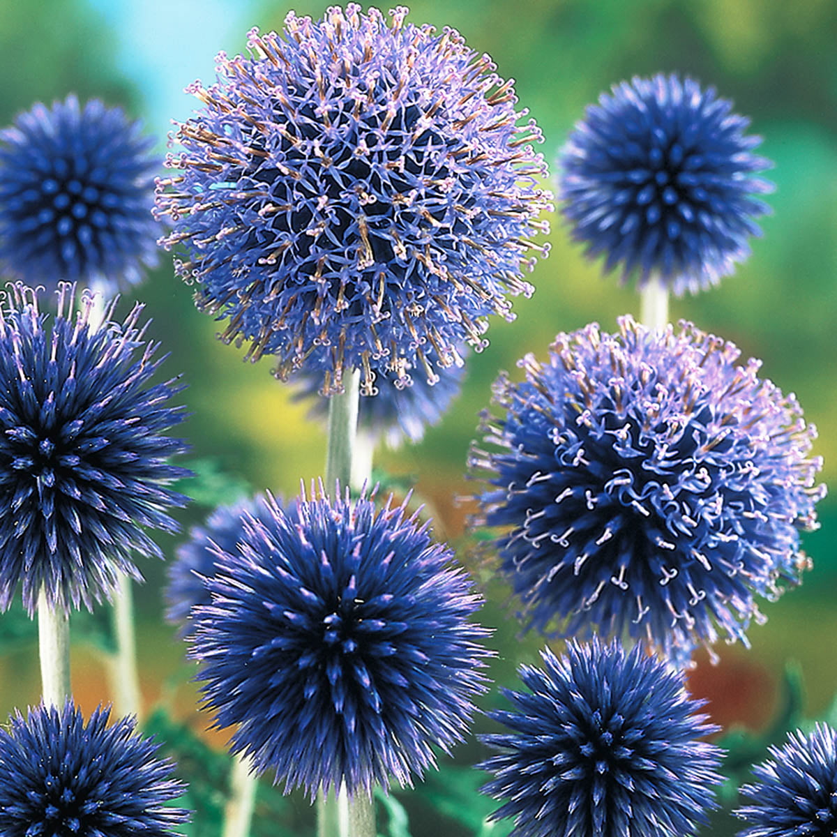 Veitch's Blue Globe Thistle (Echinops) Dormant Bare Root Starter Perennial Plant (1-Pack)