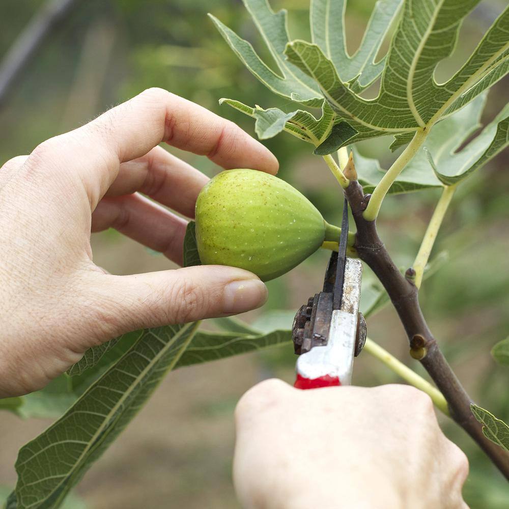 3 Gal. Black Mission Fig Tree (2-Pack) THD00116