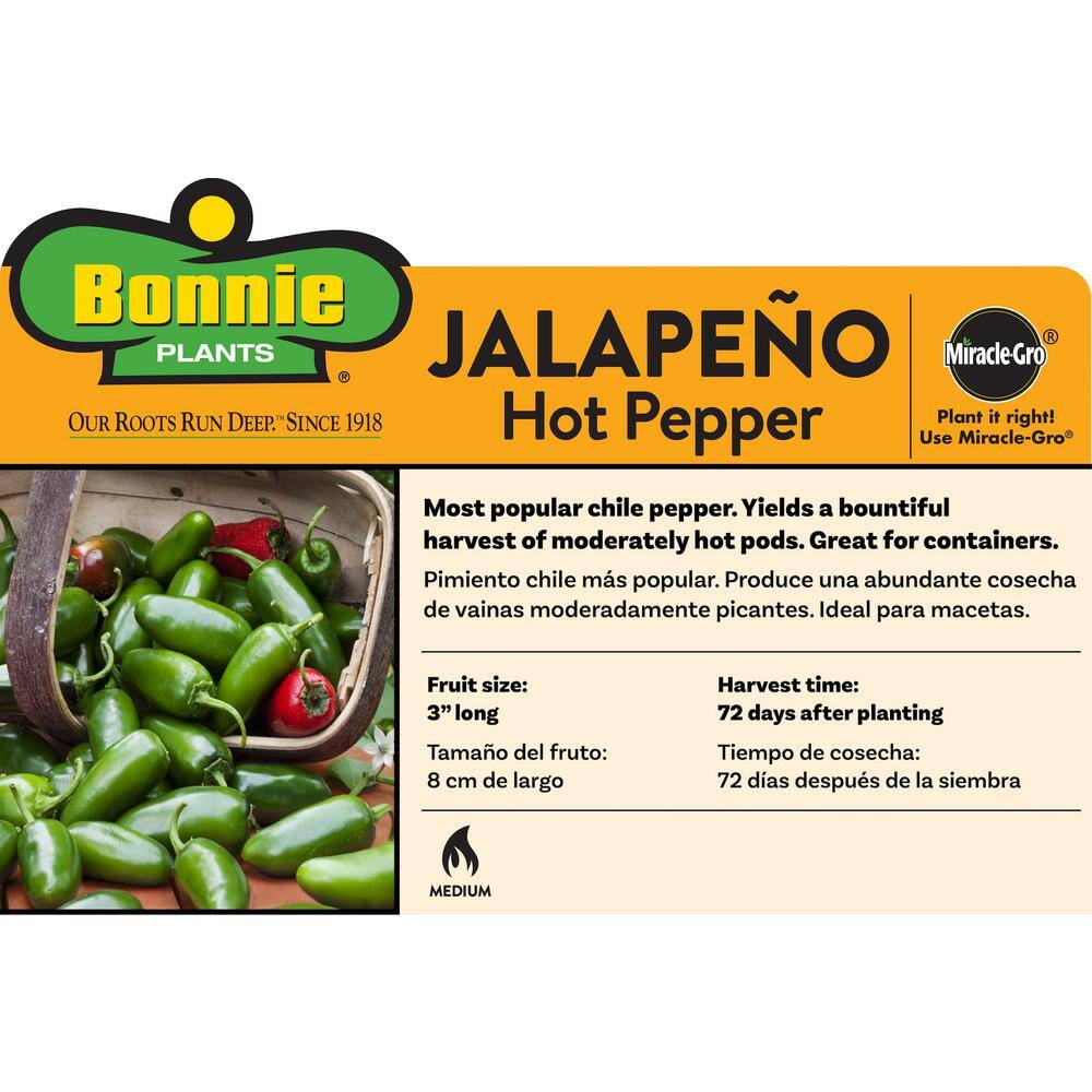Bonnie Plants 19 oz. Mild Jalapeno Pepper Plant 2501