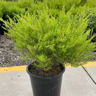 Alder  Oak #5 Container Sunset Gold Coleonema Evergreen Confetti Shrub (2-pack) DISU05