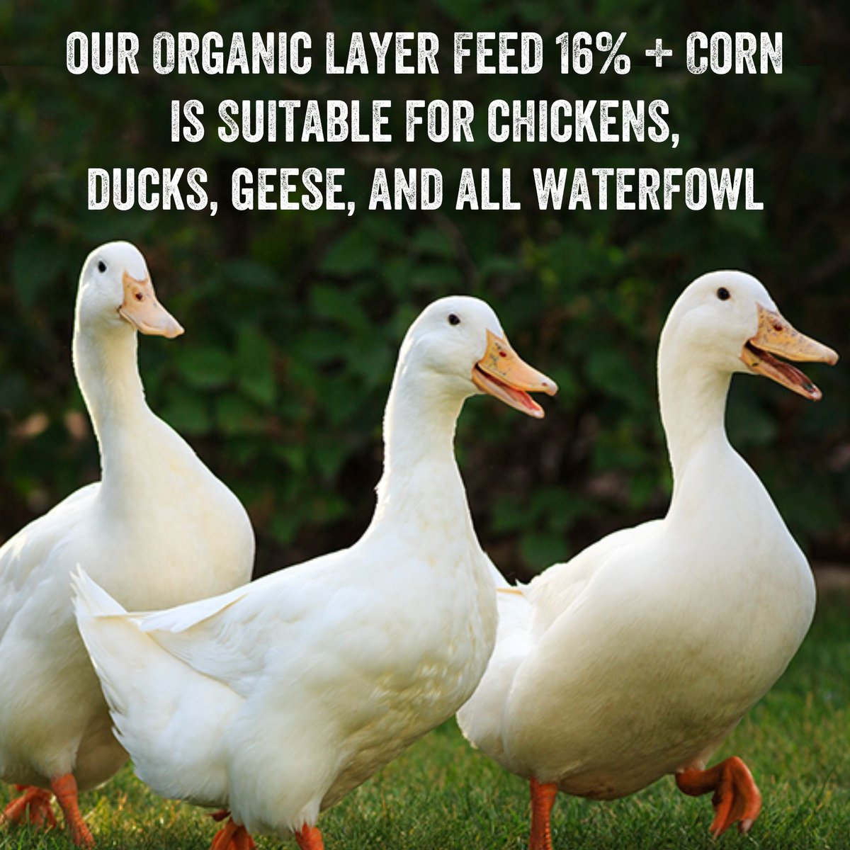 Scratch and Peck Feeds Organic Layer 16% Poultry Feed