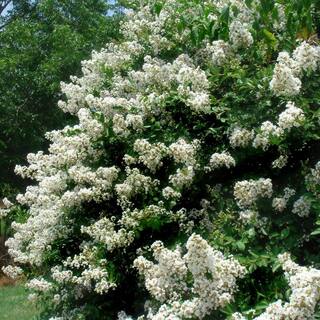 national PLANT NETWORK 3 gal. Crape Myrtle Natchez Shrub with White Flowers HD1832