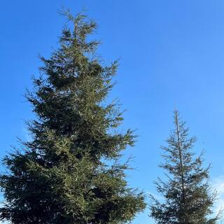 Alder  Oak 5 gal. Coastal Redwood Evergreen Tree 'Aptos Blue' SEAP05