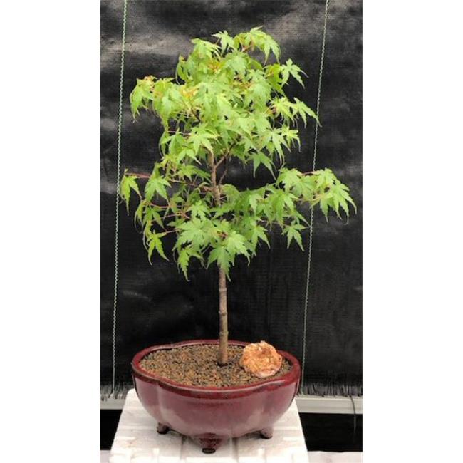 Bonsai Boy of New York c2040 Acer Palmatum Dwarf Dwarf Japanese Green Maple Bonsai Tree