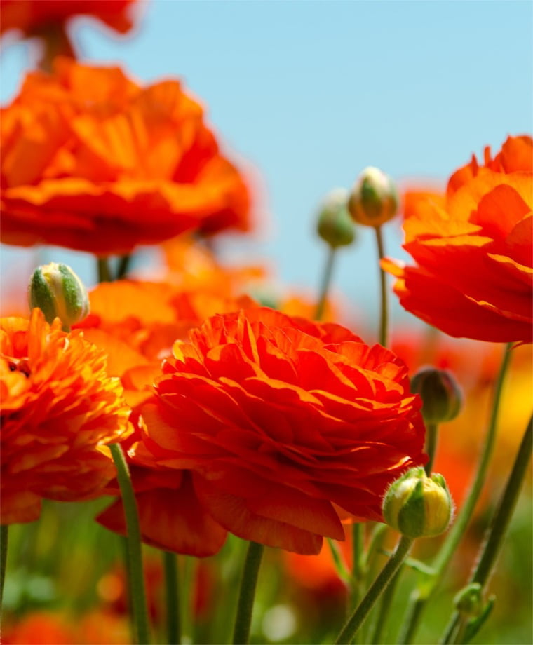 25 RANUNCULUS ORANGE SHADES BULBS