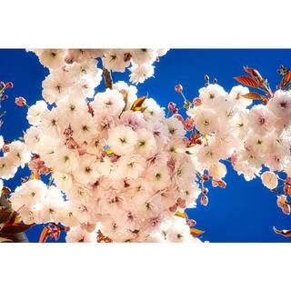 Online Orchards Mt. Fuji Cherry Blossom Tree Bare Root FLCH005
