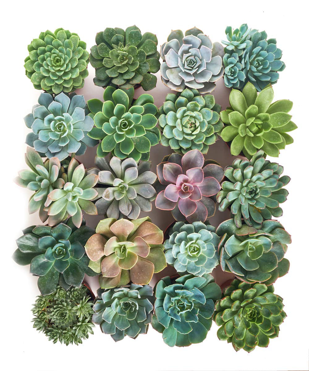 Home Botanicals 4 Inch Rosette Succulent Collection Succulent (Collection of 20)