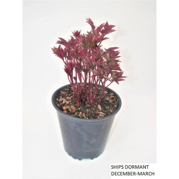BELL NURSERY 2 Gal. Sarah Bernhardt Peony (Paeonia) Live Shrub with Pastel Pink Double Blooms PEONY2SBP1PK