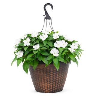 SunPatiens 2 Gal. Compact White SunPatiens Impatiens Outdoor Annual Plant with White Flowers in 12 In. Hanging Basket DC12HBSUNWHI