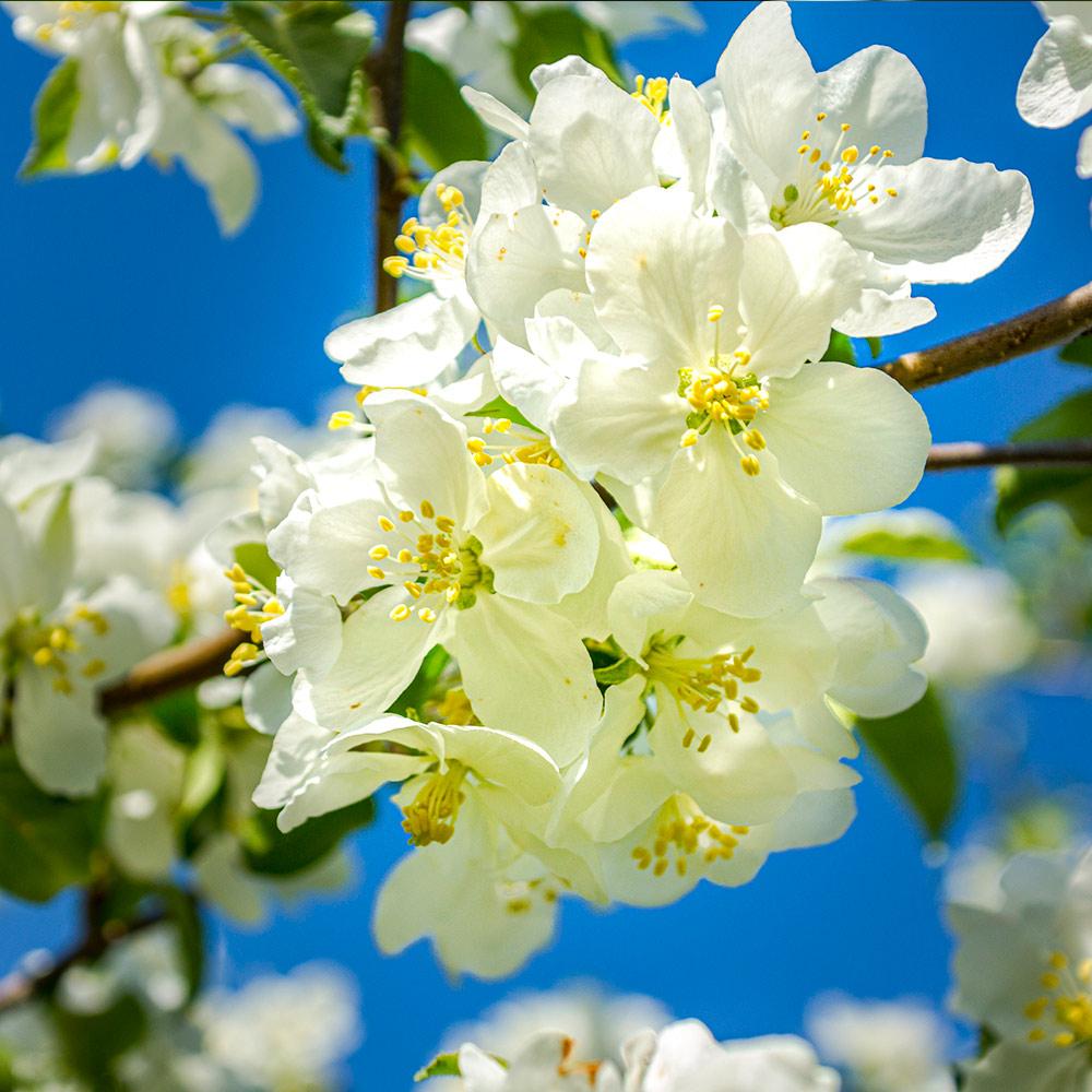 Fuji Apple Tree