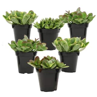 ALTMAN PLANTS Classic Jade Succulent (Crassula) Houseplant in 3.5 in. Grower Pots (6-Pack) 0873246