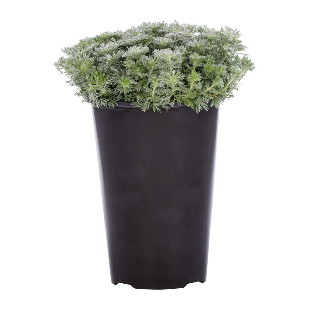 METROLINA GREENHOUSES 2.5 Qt. Silver Mound Mugwort Wormwood Plant 4359