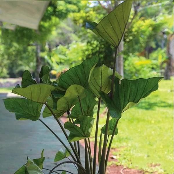 Alocasia esculata var tea cup - Plant