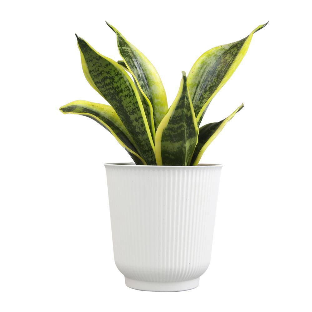 ALTMAN PLANTS Decorative Snake Plant Gift (Sansevieria Superba) in 4.25 in. White Pot 0873204