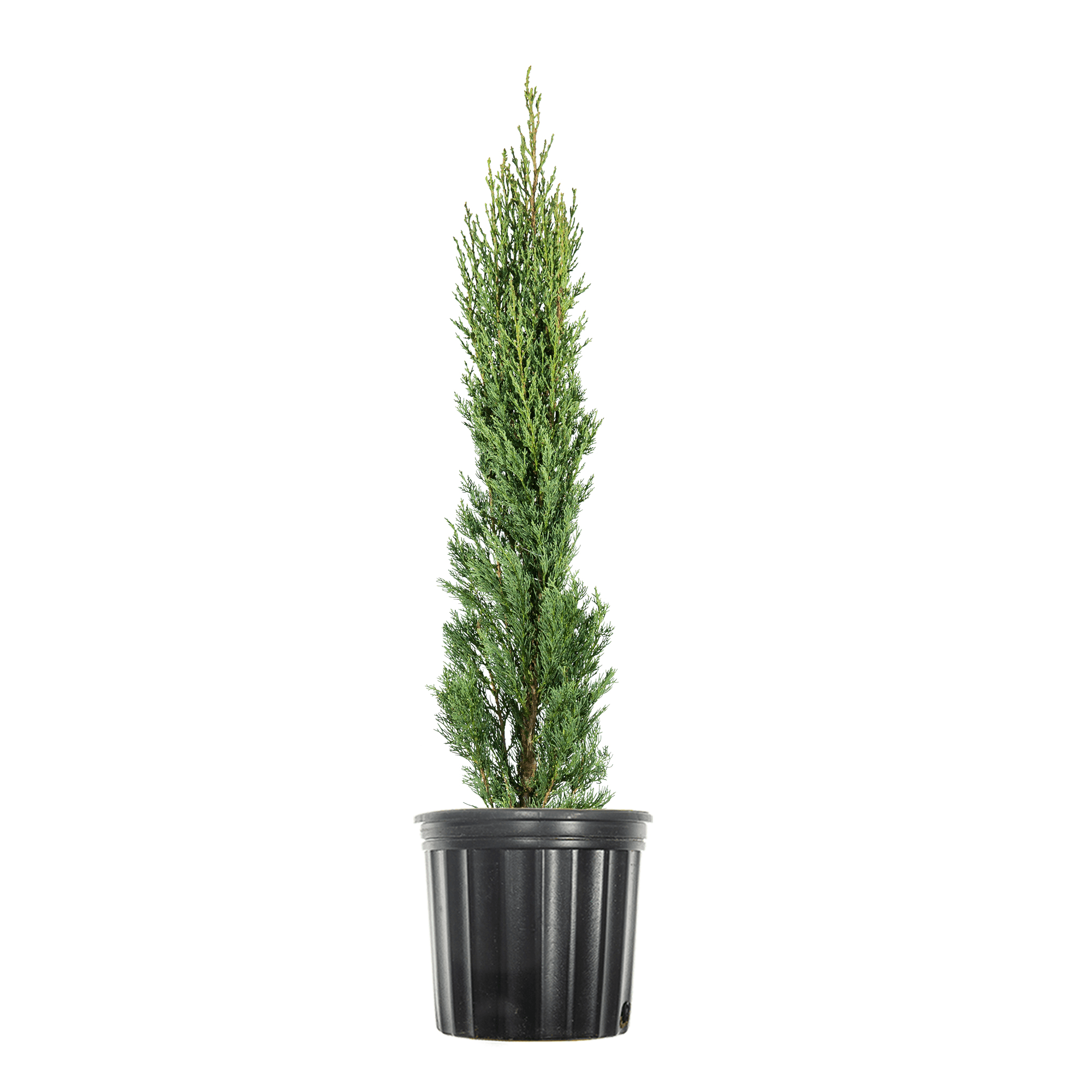 2-3ft Italian Cypress - Evergreen - Drought Tolerant