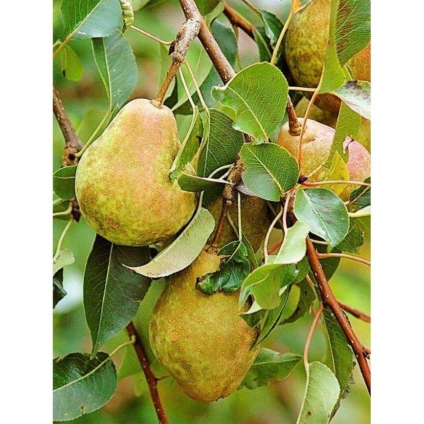 5 gal. Kieffer Pear Tree PEAKEI05GSL