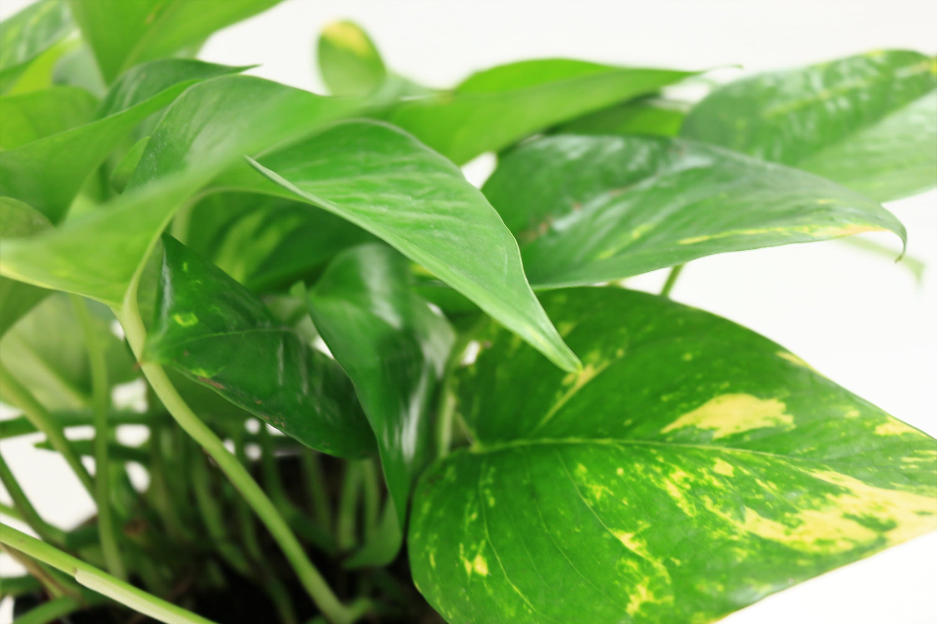 Costa Farms  Live Indoor 10in. Tall Green Devil's Ivy Pothos; Medium， Indirect Light Plant in 6in. Décor Pot