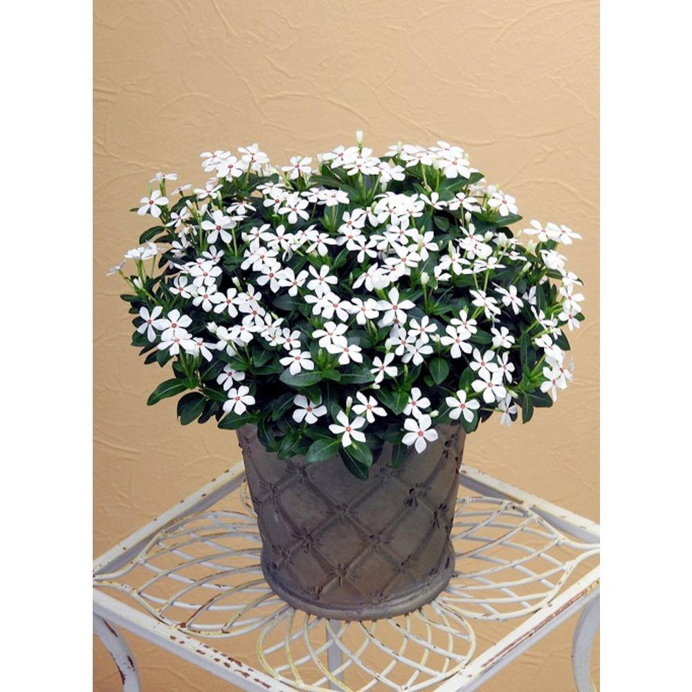 PROVEN WINNERS 4.25 in. Eco+Grande Soiree Kawaii White Peppermint Vinca (Catharanthus) Live Plants White Flowers (4-Pack) VINPRS3127504