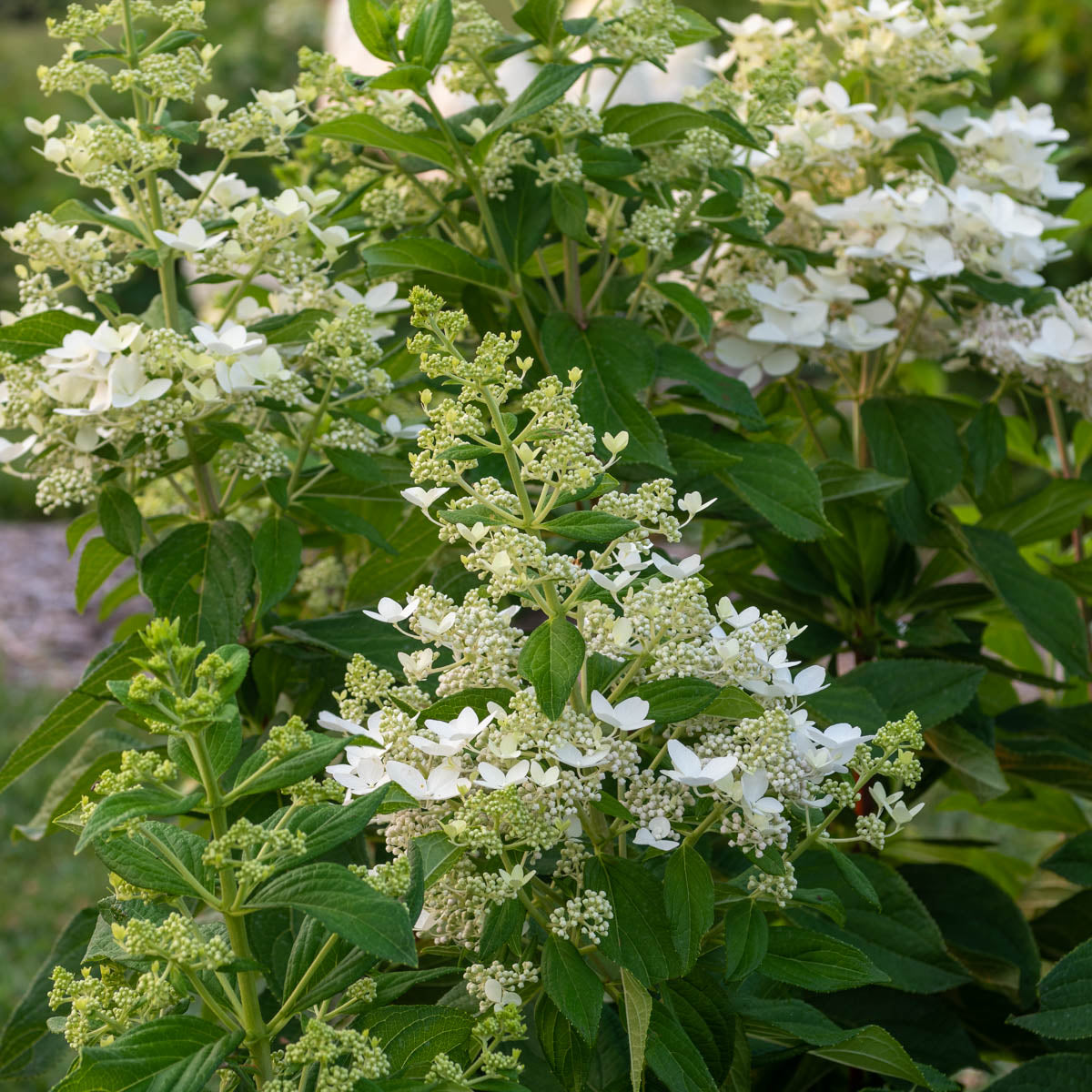 Confetti Hydrangea Dormant Bare Root Flowering Starter Shrub (1-Pack)