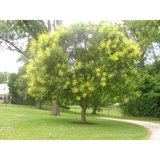 Wekiva Foliage 3 Gal. Golden Rain Tree Live Plant in a Pot Koelreuteria Paniculata Beautiful Flowering Tree Patio Garden 2P-HHSB-0J4R