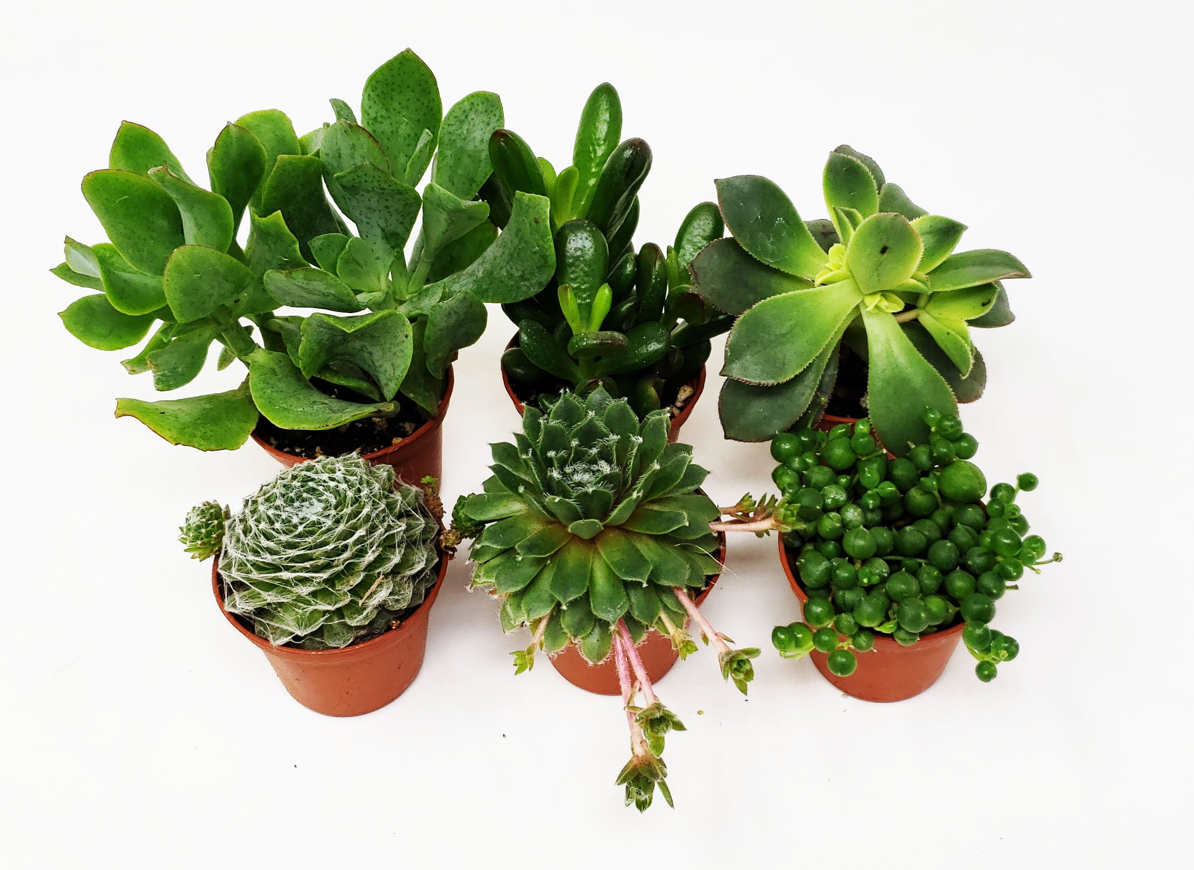 9GreenBox 6-Pack Succulents - Choose from 10 Types of Real and Hand-Picked Succulent Plants in Mini Pots - Home and Office Desks， Shelves， Windowsill Decor - Great Wedding， Birthday， Christmas Gift