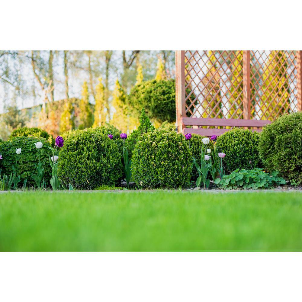 BELL NURSERY 3 Gal. Green Beauty Boxwood (Buxus) Live Evergreen Shrub BUXUS3BTY1PK