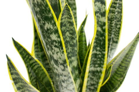 Costa Farms Live Indoor 14in. Tall Green Snake Plant; Bright， Indirect Sunlight Plant in 6in. Happy Birthday Gift Wrap