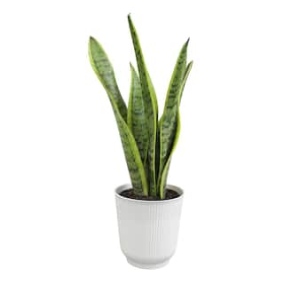 ALTMAN PLANTS Decorative Snake Plant Gift (Sansevieria Laurentii) in 4.25 in. White Pot 0873203