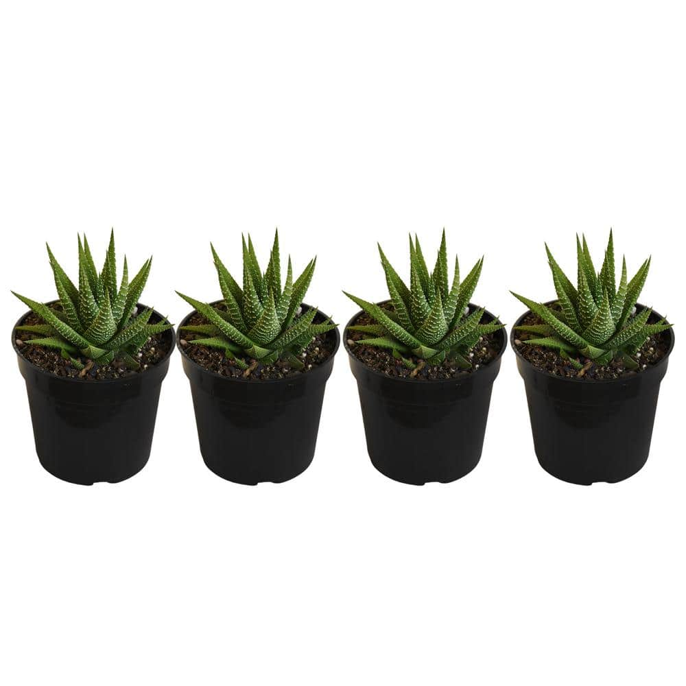 United Nursery Grower's Choice Haworthia Succulent (4-Pack) in 4 inch Grower Pot 79047