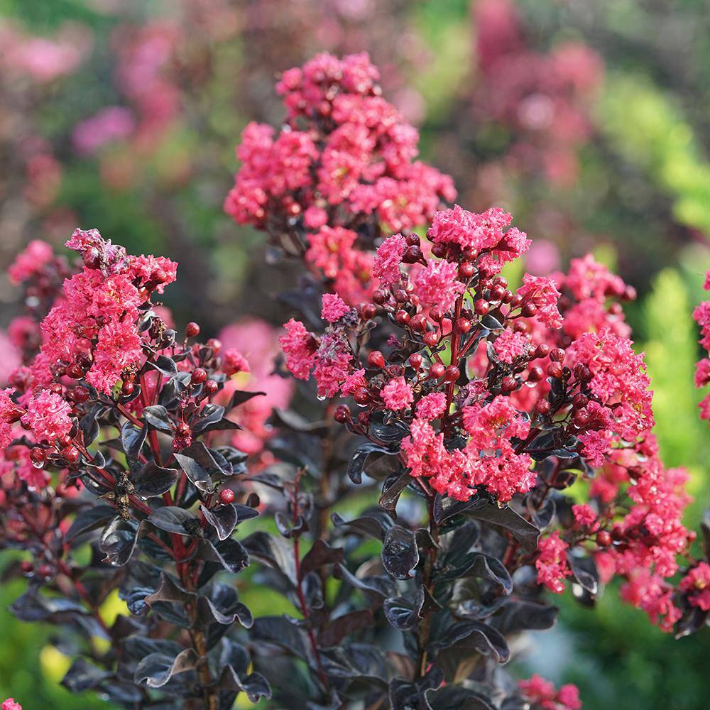 PROVEN WINNERS 2 Gal. Center Stage Pink Crape Myrtle Tree with Hot Pink Flowers 16885