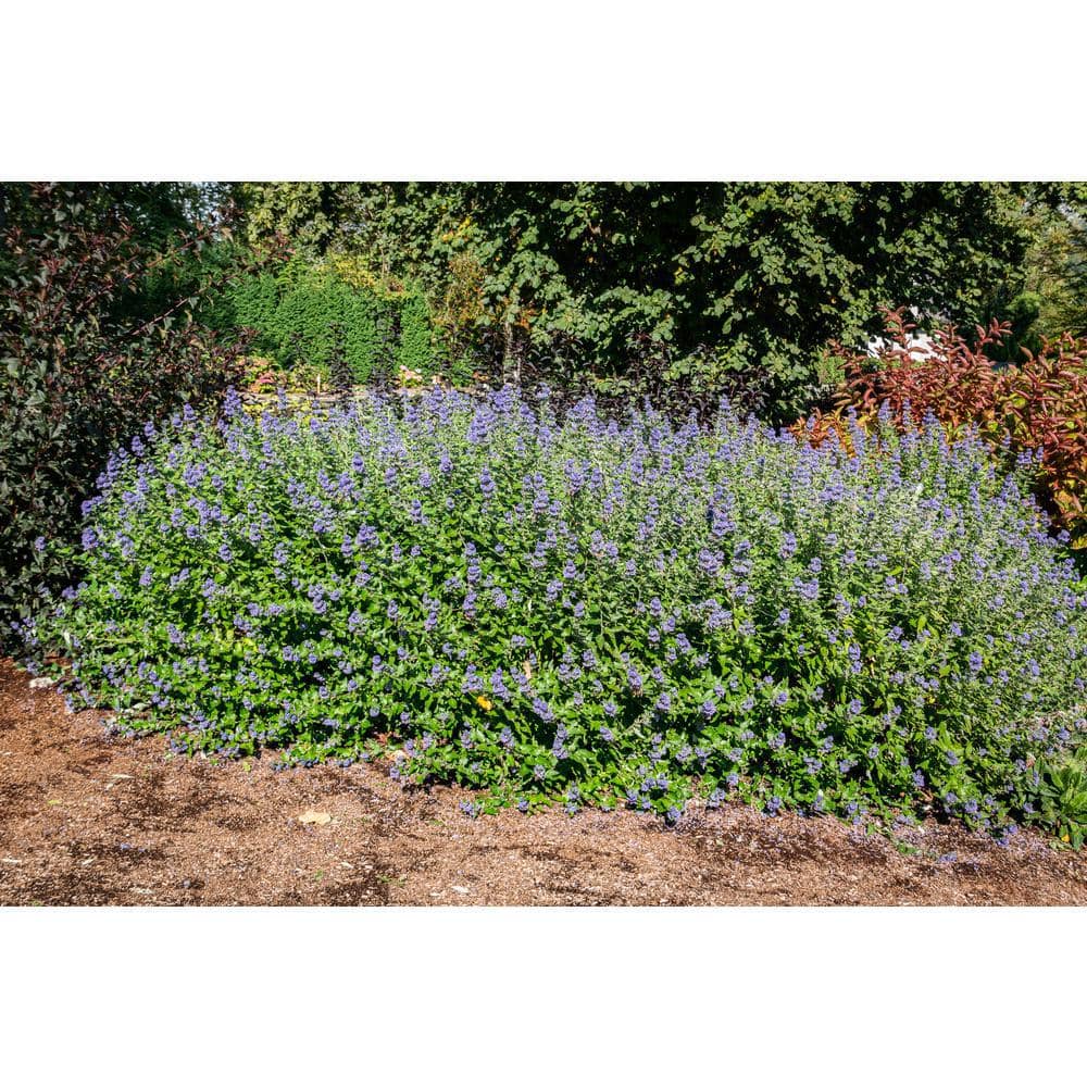 BLOOMIN' EASY 1 Gal. Beekeeper Bluebeard (Caryopteris) Live Shrub Blue Flowers DGCY4213