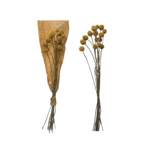 X 6 Dried Natural Caspedia Bunch - Storied Home