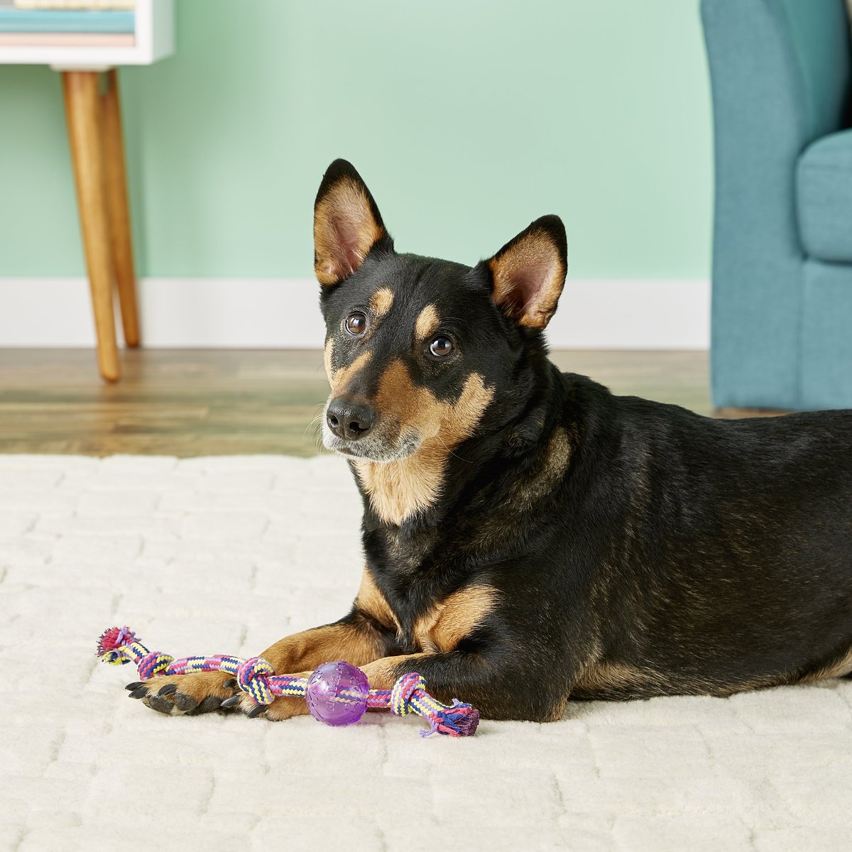 Mammoth Braided Tug with TPR Ball for Dogs， Color Varies