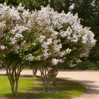 national PLANT NETWORK 3 gal. Crape Myrtle Natchez Shrub with White Flowers HD1832