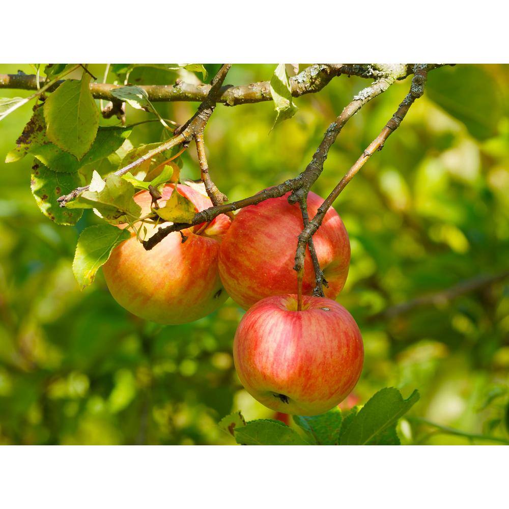 Online Orchards Cold Hardy Autumn-Ripening Incredibly Sweet Apples Prairie Spy Apple Tree (Bare-Root 3 ft. to 4 ft. Tall 2-Years Old) FTAP012