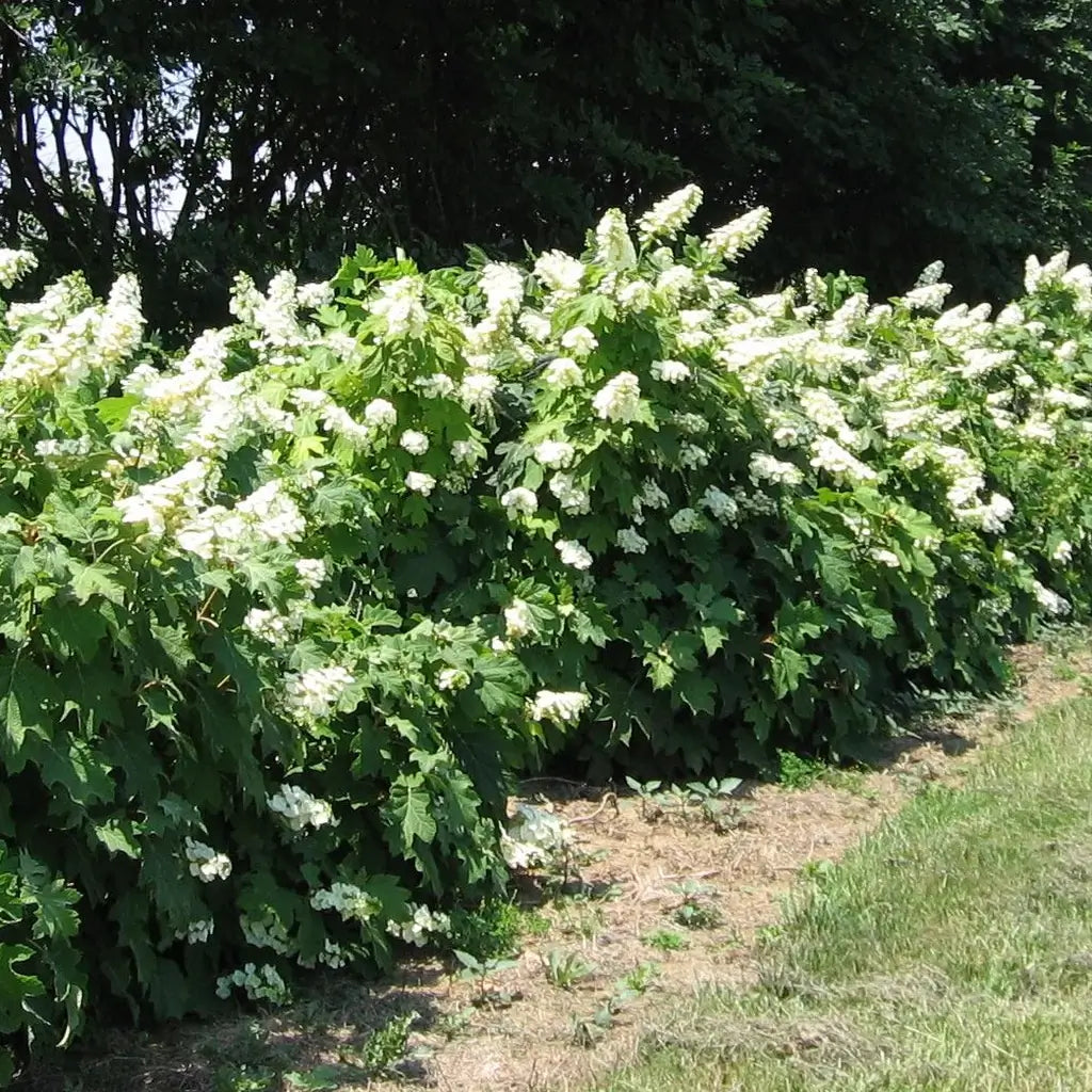 Alice Oakleaf Hydrangea