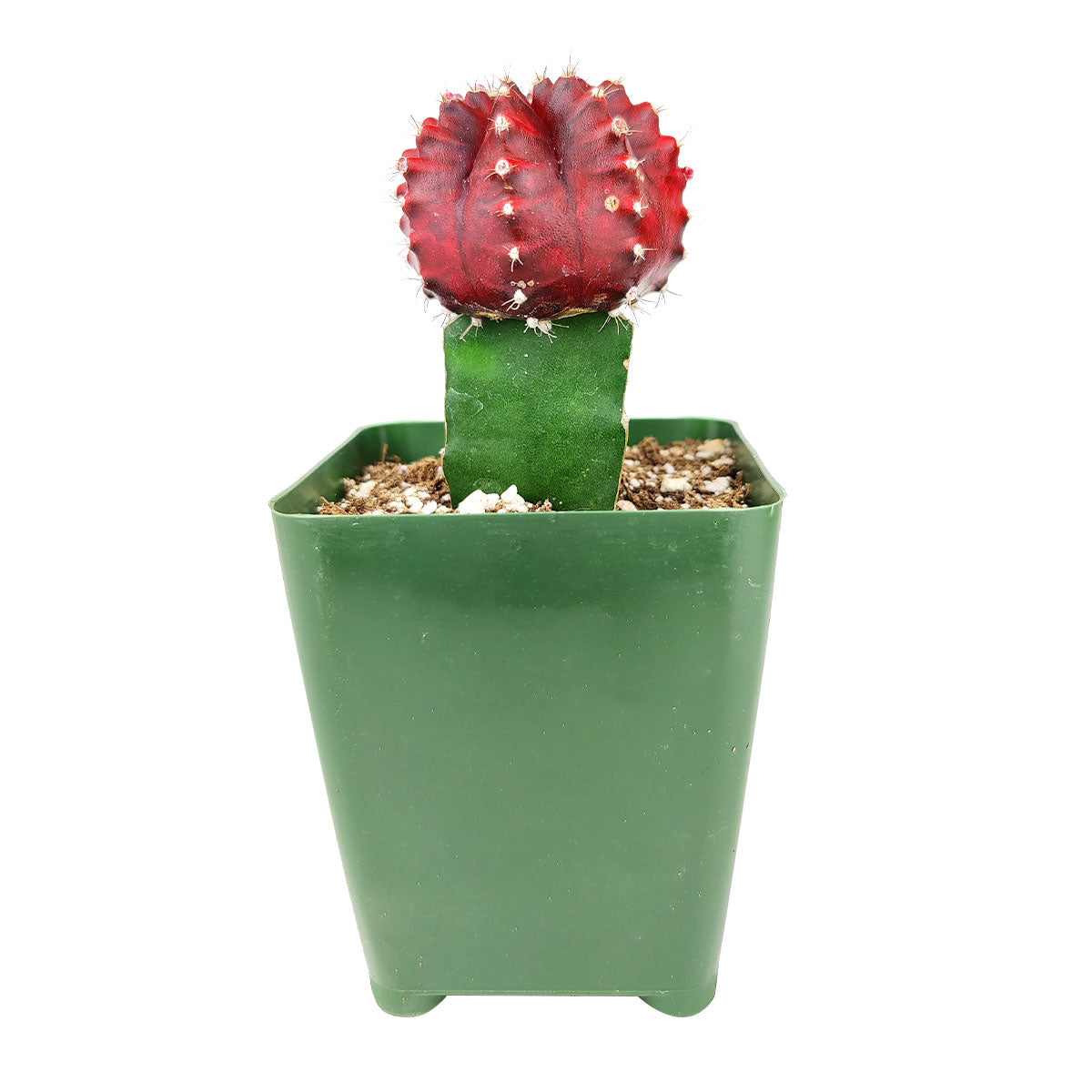 Gymnocalycium Mihanovichii Moon Cactus - 3 inch