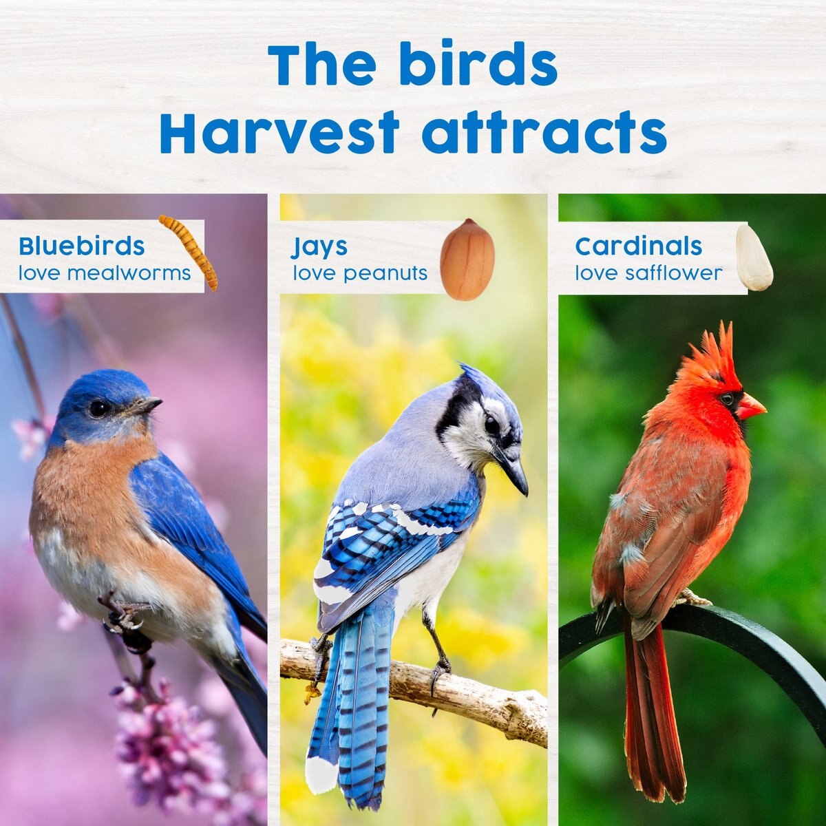 Harvest Seed and Supply Mealworm Wild Bird Food