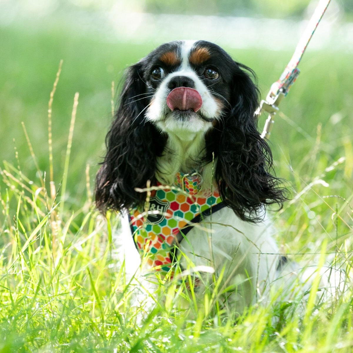 HUGO and HUDSON Nylon Geometric Bone Buckle Dog Collar