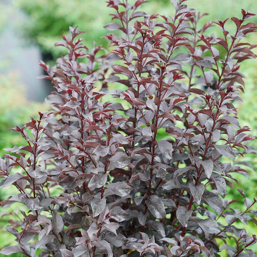 PROVEN WINNERS 2 Gal. Center Stage Red Crape Myrtle Tree with Bright Red Flowers 16887
