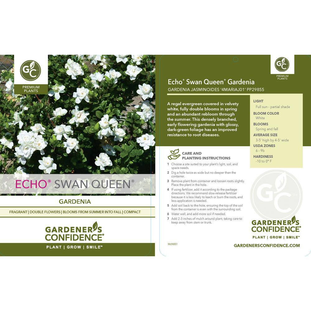 Vigoro 2 Gal. Echo Swan Queen Gardenia Live Evergreen Shrub White Fragrant Blooms 11036