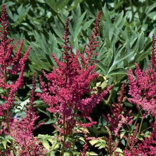 Vigoro 2 QT Astilbe False Spirea 'Younique Ruby Red' Red Perennial Plant 1004623229