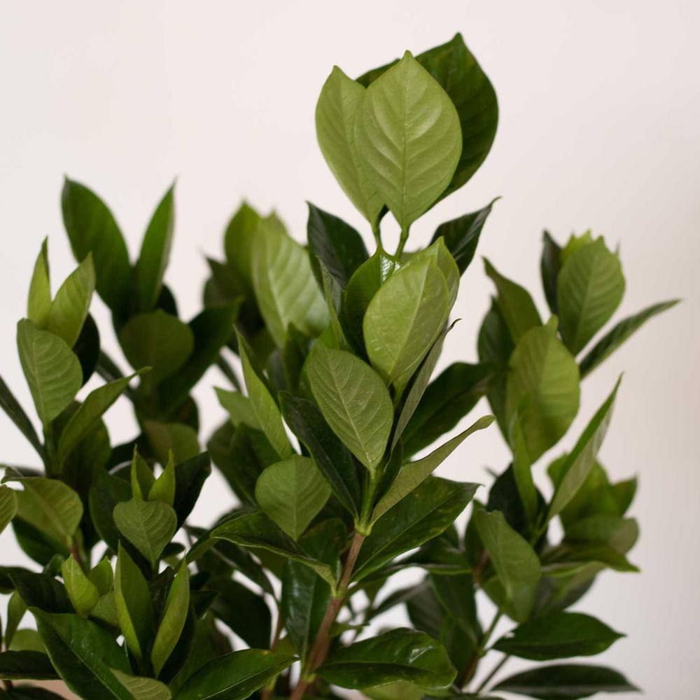 FLOWERWOOD 2.5 Gal - August Beauty Gardenia Live Evergreen Shrub White Fragrant Blooms 20973FL